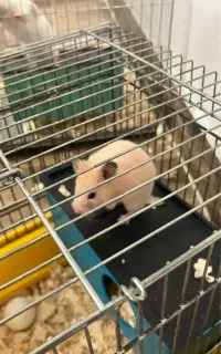 همستر دستی و خانگی(مناسب آپارتمان)