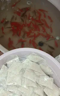 تولید و فروش عمده طعمه ماهیگیری  پودر جگر