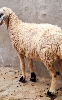 فروش دو عدد گوسفند آبستن دو قلو زا