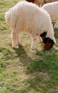 بره دوری