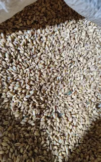 گندم پیشگام بذری