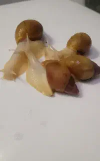 حلزون