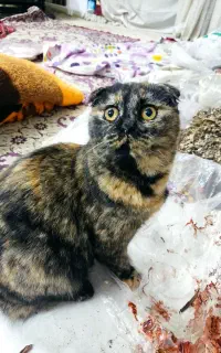 گربه اسکاتیش