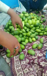 فروش انبه سبز و ترش بصورت عمده و خرده قسمت توضیحات