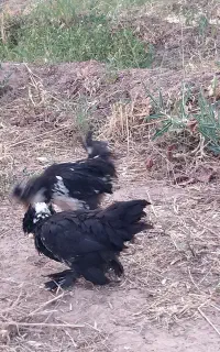 سه تا جوجه اصلاح شده