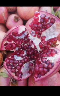 انار درجه یک تازه چین موجود شدکلی و جزئی