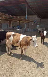 گوساله ماده سمینتال اصیل نژاددار