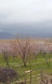 به چوپان خوب و فعال نیازمندیم