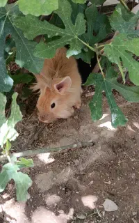 بچه خرگوش لوپ