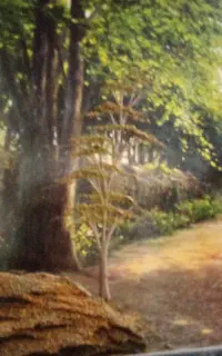 نظافت منزل محل کار باغ شهری