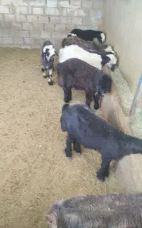 خرید فروش گوسفند زنده