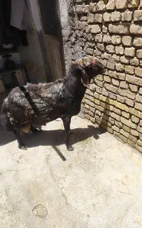 قوچ ۳ساله