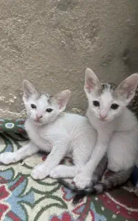 سرپرستی بچه چربه