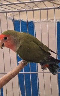فروش طوطی برزیلی
