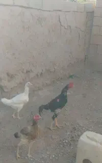 مرغ وخروس لاری