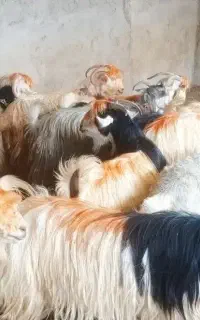 بزماده  ترکی یا بختیاری اصل