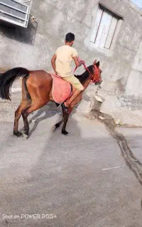 اسب‌مادیان
