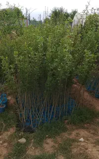 بهترنهال کیسه