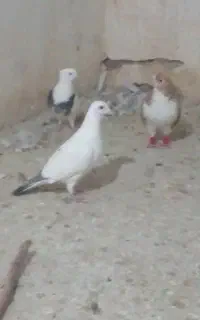 کفتر بوم