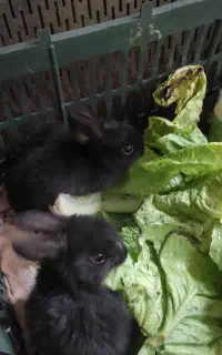 خرگوش مینیاتوری