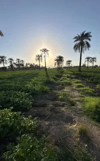 نیازمندی به یک باغبان با تجربه و کاربلد