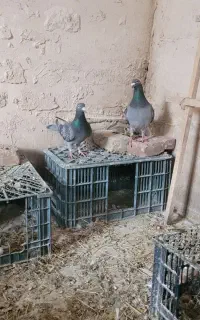 کبوتر مسافتی