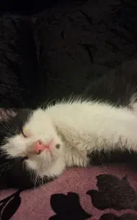 گربه