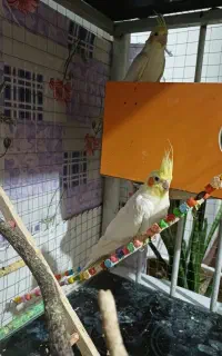 عروس هلندی لوتینو