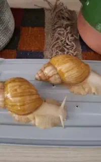 حلزون