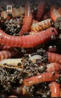 کرم.خاکی.برای.ماهیگیری و خوراک ماهی چانا و خاک کرم