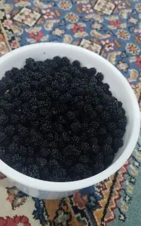 تمشک
