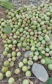 گردو چرب و خوشمزه سنندج
