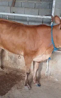 گوساله ماده چاق خمیر