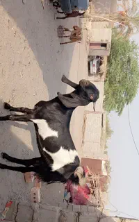 گوسفند