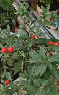 یک عدد درختچه گوجه مجلسی  مینیاتوری تزئینی