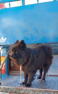 سگ پامرانین مشکی