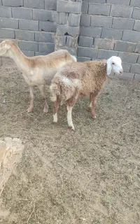 میش وبره