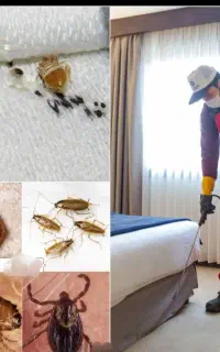 سم پاشی سمپاشی سوسک ساس حشرات موزی