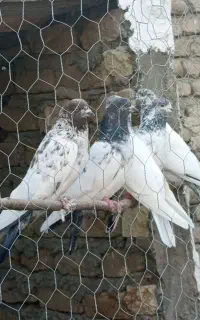 کبوتر پرنده