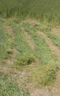 یونجه خالص چین دوم