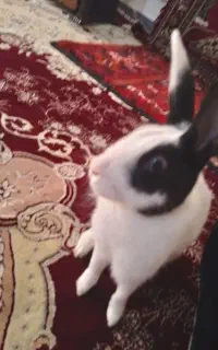 خرگوش سفید توپولی قیمت ۴۰۰۰۰۰۰