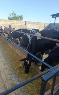 کارگر گاوداری