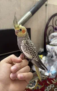 جوجه عروس هلندی