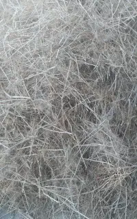 ساقه خشک زیره کوهی برای عرق گیری