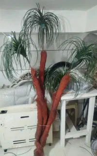 فروش درختچه