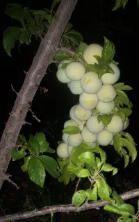 فروش یونجه آبی روستای قزاقی
