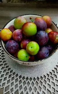 آلو محلی تازه چیده شده ارزان
