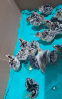 جوجه بوقلمون