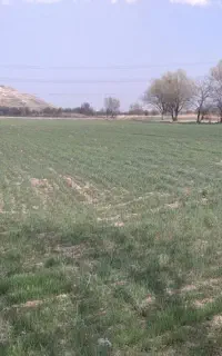 زمین زراعی