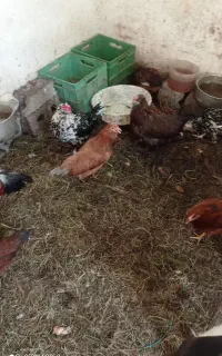 مرغ محلی